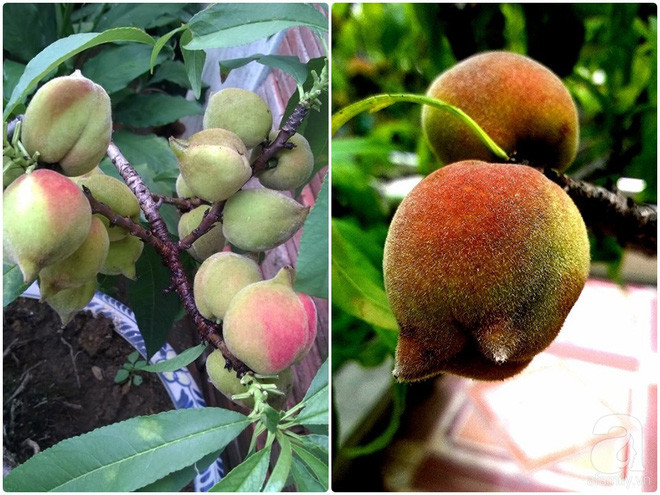 Sân thượng trồng gần trăm gốc đào cổ chi chít quả ở Lạng Sơn - Ảnh 13. Sân thượng trồng gần trăm gốc đào cổ chi chít quả ở Lạng Sơn - Ảnh 13.