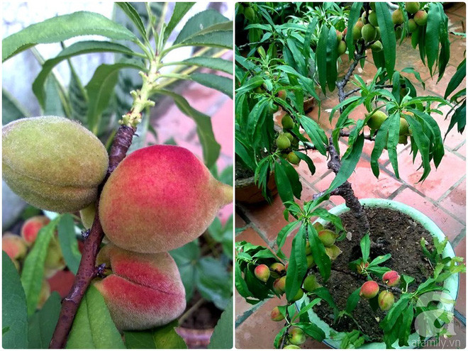 Sân thượng trồng gần trăm gốc đào cổ chi chít quả ở Lạng Sơn - Ảnh 11. Sân thượng trồng gần trăm gốc đào cổ chi chít quả ở Lạng Sơn - Ảnh 11.