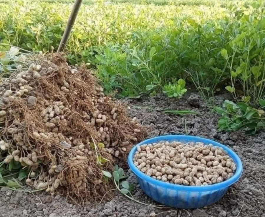 Mô hình trồng lạc đỏ đã và đang mang lại hiệu quả kinh tế cho người dân Mô hình trồng lạc đỏ đã và đang mang lại hiệu quả kinh tế cho người dân