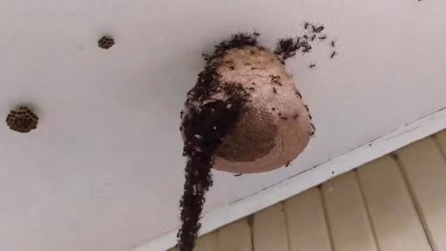 Kinh ngạc: Hàng triệu con kiến tự “xây cầu” mở đường đến tấn công tổ ong