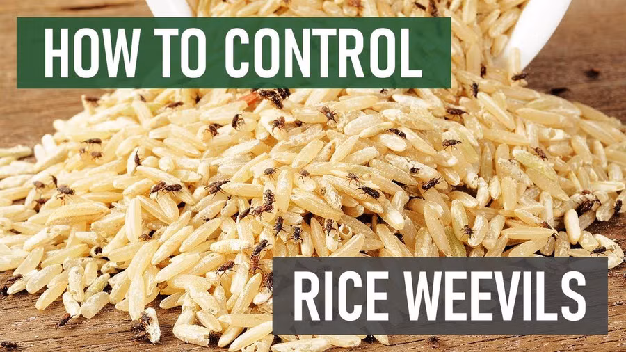 Không được để mọt xâm nhập vào gạo rất có hại cho sức khỏe (hình minh họa)