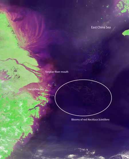Vùng nước nở hoa phát quang sinh học tại Trung Quốc đang ngày càng lớn và nguy hiểm hơn bao giờ hết - Ảnh 2.