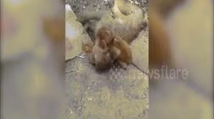 Khỉ con đau buồn ôm xác, cố lay gọi khỉ mẹ chết vì nắng nóng