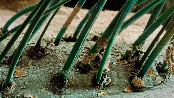 thi ra loai vat co hinh dang ghe ron nay da song tren mat chung ta bay lau nay - 6