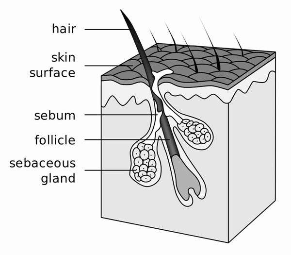 Có loại ký sinh trùng hình dáng ghê rợn sống trên mặt chúng ta hằng ngày, không phải ai cũng biết ảnh 4 thi ra loai vat co hinh dang ghe ron nay da song tren mat chung ta bay lau nay - 5