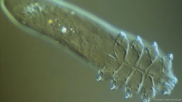 thi ra loai vat co hinh dang ghe ron nay da song tren mat chung ta bay lau nay - 4