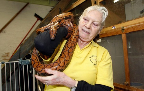 Bà Sue có niềm đam mê với rắn từ năm 1922 và cho tới nay, bà đã có hơn 500 con rắn trong nhà.