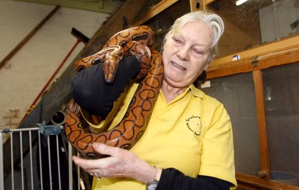 Bà Sue có niềm đam mê với rắn từ năm 1922 và cho tới nay, bà đã có hơn 500 con rắn trong nhà.