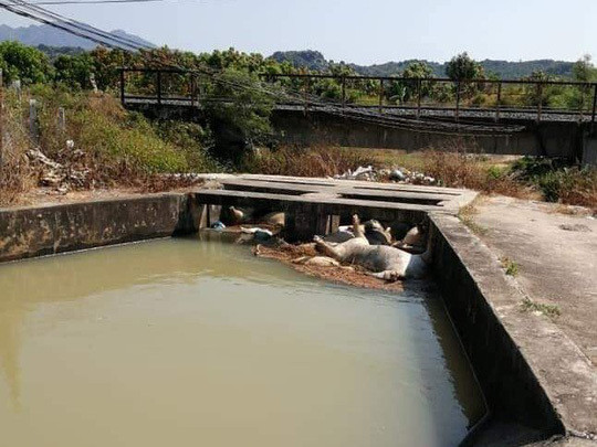Tá hỏa heo chết thả đầy hồ ở Khánh Hòa