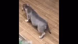 Những “cú lừa” ngoạn mục