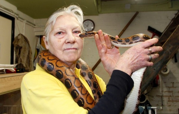 Bà Sue đang chơi với một con rắn.