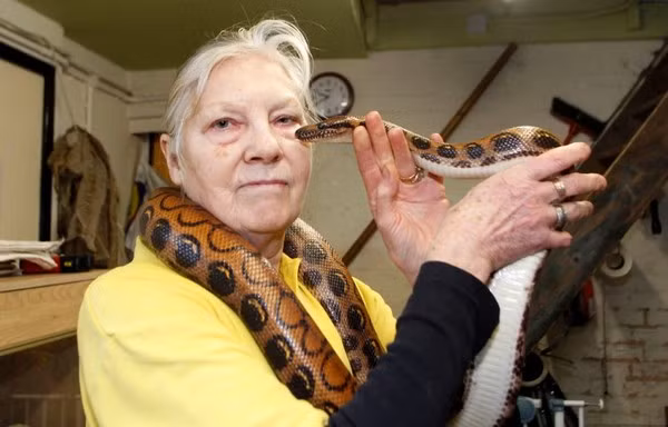 Bà Sue đang chơi với một con rắn.