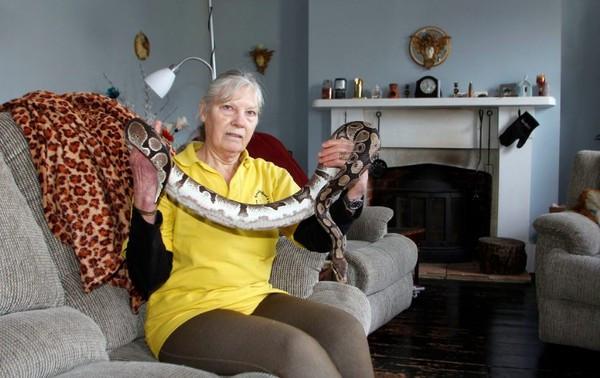 Một số loài rắn có chiều dài hơn 2,7 m và có thể giết chết người chỉ trong vài phút. Mặc dù vậy, điều này cũng không thể ngăn bà Sue tiếp tục sở thích yêu rắn của mình.