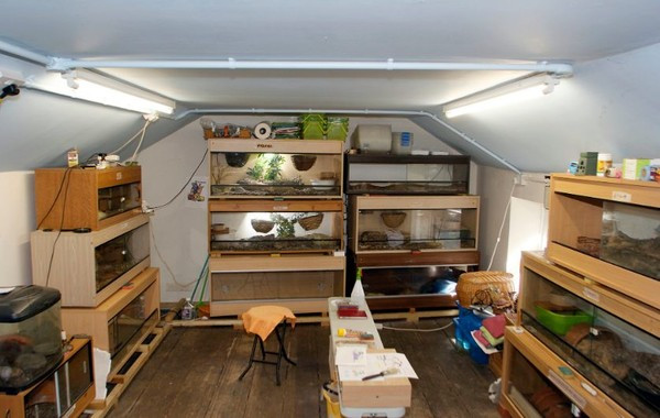 Với sở thích rợn người đó, mọi người thường gọi bà với cái tên thân mật là Sue “rắn”. Để nuôi những con rắn này, bà Sue phải chi trả gần 135.000 bảng Anh mỗi tháng.