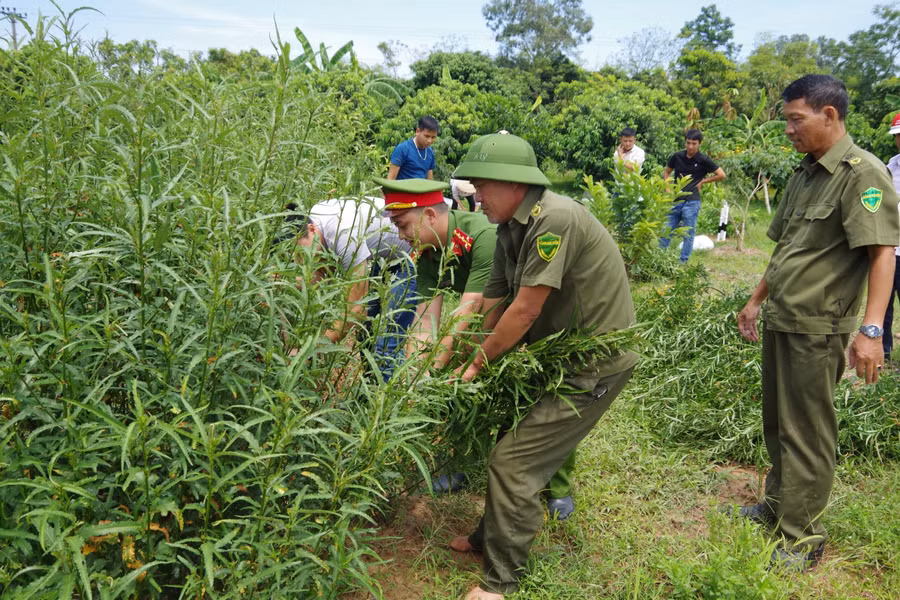 Nam Định: Xử lý 3 đối tượng trồng cần sa trái phép để ...ngâm rượu và nuôi gà chọi