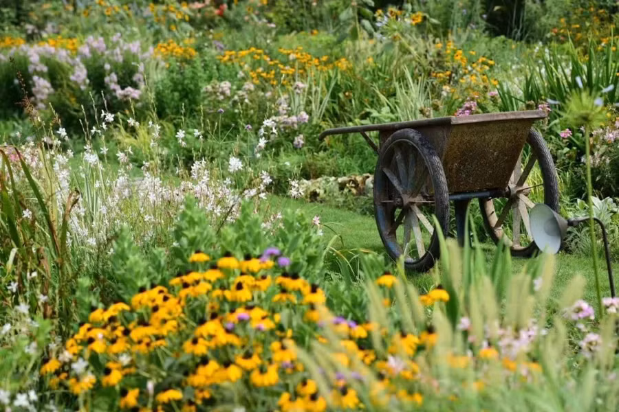 khu vuon 3000m2 cua vo chong 40 tuoi 5 khu vuon 3000m2 cua vo chong 40 tuoi 5