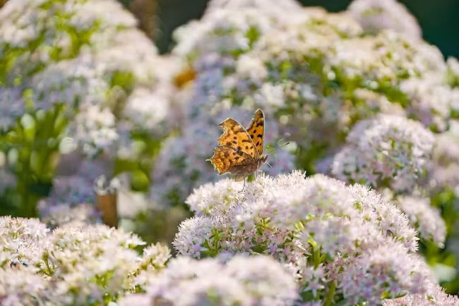 Khu vườn rộng 3000m² đẹp như cổ tích của vợ chồng 40 tuổi quyết định nghỉ hưu sớm về quê tận hưởng cuộc sống - Ảnh 17. Khu vườn rộng 3000m² đẹp như cổ tích của vợ chồng 40 tuổi quyết định nghỉ hưu sớm về quê tận hưởng cuộc sống - Ảnh 17.