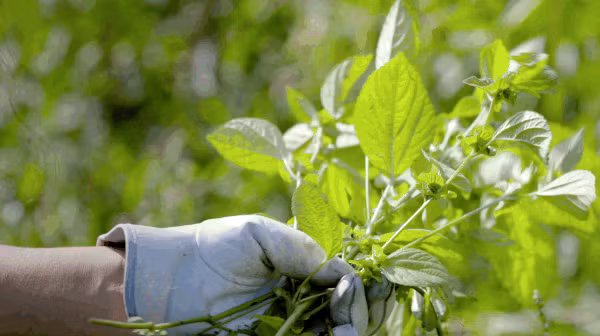 Khu vườn rộng 3000m² đẹp như cổ tích của vợ chồng 40 tuổi quyết định nghỉ hưu sớm về quê tận hưởng cuộc sống - Ảnh 4. Khu vườn rộng 3000m² đẹp như cổ tích của vợ chồng 40 tuổi quyết định nghỉ hưu sớm về quê tận hưởng cuộc sống - Ảnh 4.