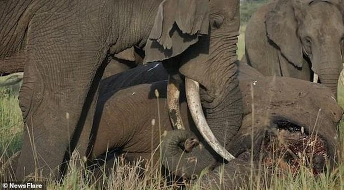 Đám tang của bầy voi chứng minh đây là loài thông minh, tình cảm ảnh 3 Đám tang của bầy voi chứng minh đây là loài thông minh, tình cảm ảnh 3