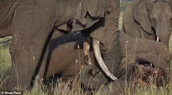 Đám tang của bầy voi chứng minh đây là loài thông minh, tình cảm ảnh 3