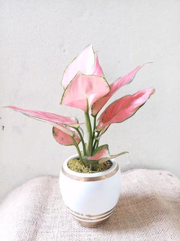 4 loai cay nghe ten da thay giau, dat ban tho goi tai loc gap 10 lan - 1