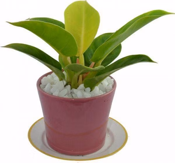 4 loai cay nghe ten da thay giau, dat ban tho goi tai loc gap 10 lan - 2