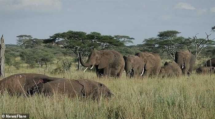 Đám tang của bầy voi chứng minh đây là loài thông minh, tình cảm ảnh 1 Đám tang của bầy voi chứng minh đây là loài thông minh, tình cảm ảnh 1