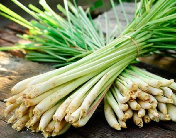 Mẹo đuổi sạch muỗi gián, nhà vệ sinh thơm lừng chỉ với 1 bó sả