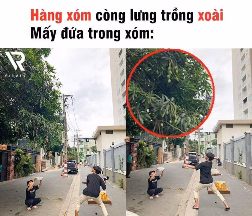 Xoài nhà hàng xóm ngon thật