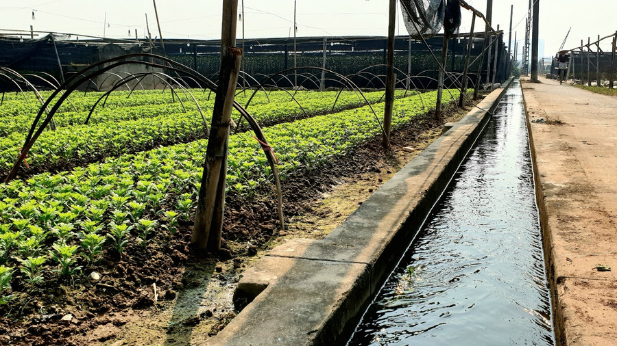 Hệ thống cung cấp nước, điện được quy hoạch đến từng ruộng hoa.