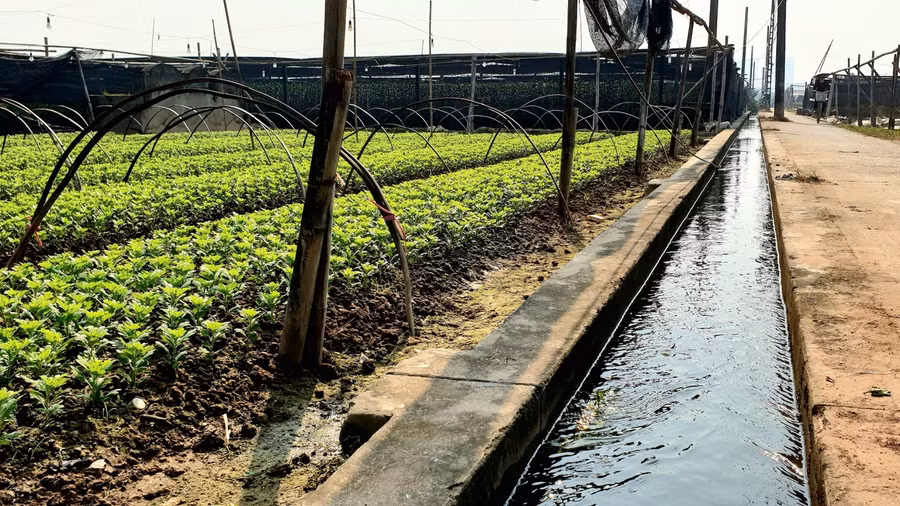 Hệ thống cung cấp nước, điện được quy hoạch đến từng ruộng hoa.