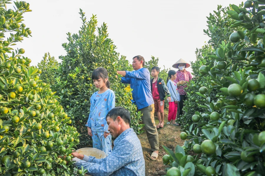 Các hộ gia đình tại Thanh Khê cùng giúp nhau chăm sóc cây quất.