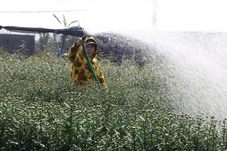 Trên đồng từ sáng sớm đến tối mịt luôn có người ở đó để chăm sóc cho hoa.