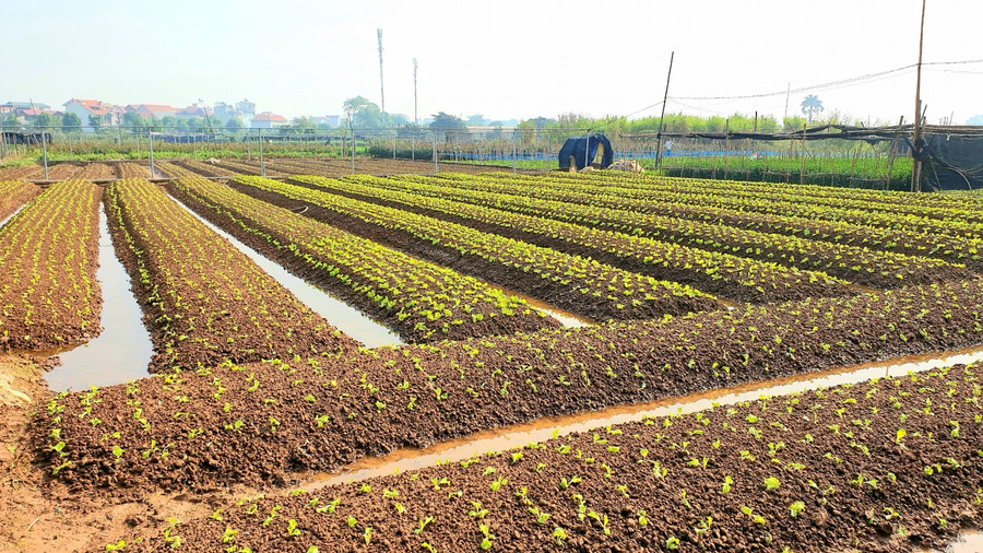 Những luống rau cũng xanh tốt dưới bàn tay tài hoa, cần mẫn của người nông dân.