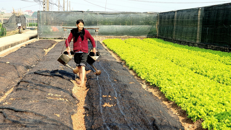 Bên cạnh trồng hoa, với phương châm lấy rau nuôi hoa, nhiều người ở Tây Tựu còn xen canh các loại rau vụ Đông để cung cấp cho thị trường.