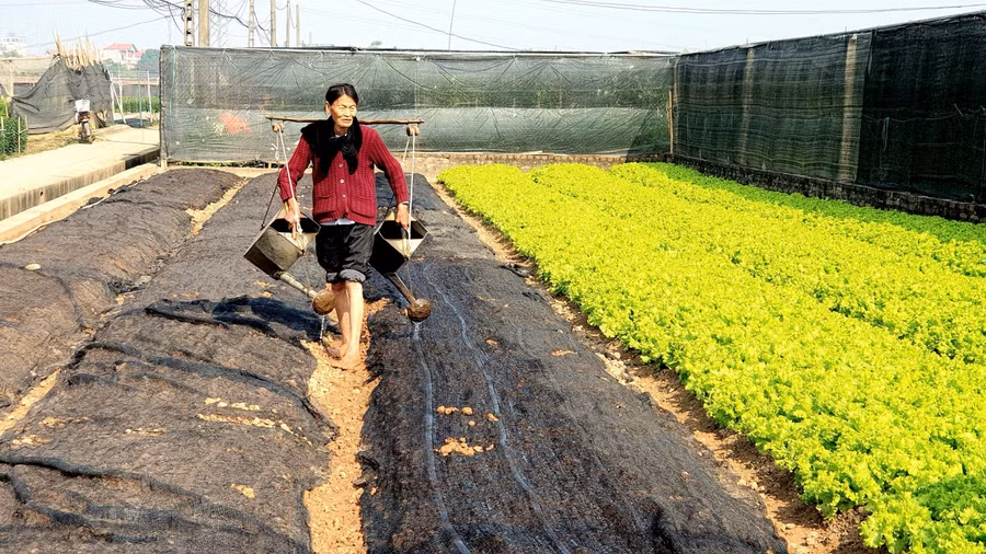Bên cạnh trồng hoa, với phương châm lấy rau nuôi hoa, nhiều người ở Tây Tựu còn xen canh các loại rau vụ Đông để cung cấp cho thị trường.