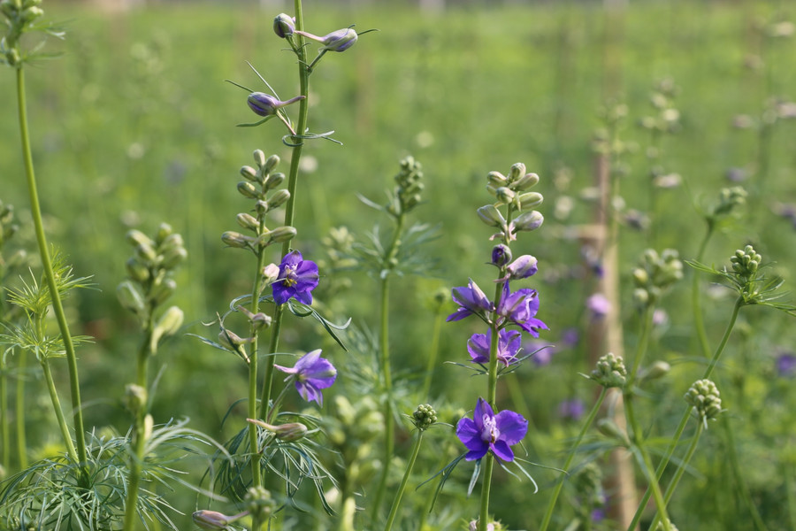 Ngoài ra, có nhiều nhà còn trồng thêm hoa Violet.