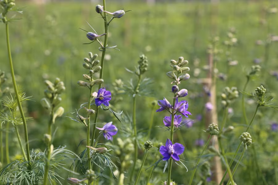 Ngoài ra, có nhiều nhà còn trồng thêm hoa Violet.