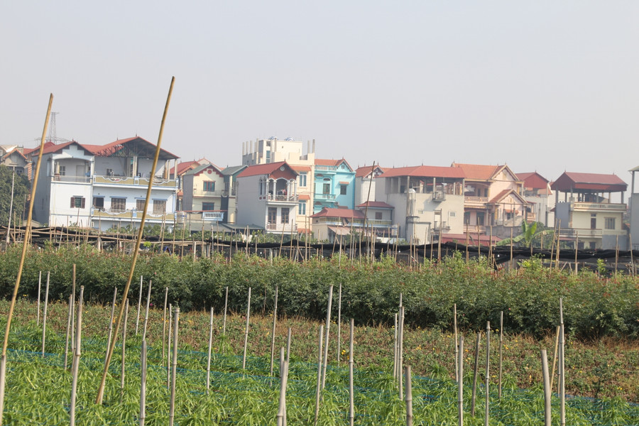 Làng hoa Tây Tựu tất bật chuẩn bị Tết ảnh 16