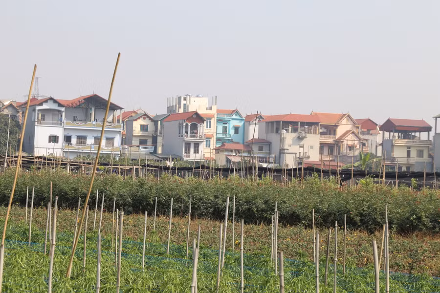 Làng hoa Tây Tựu tất bật chuẩn bị Tết ảnh 16