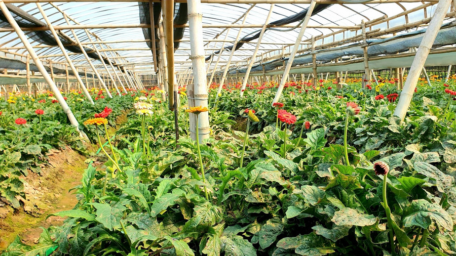 Những dãy nhà lưới trồng hoa đồng tiền.