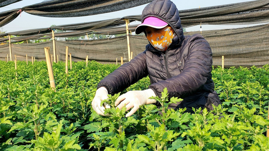 Dịp Tết là vụ lớn nhất trong năm của người dân trồng hoa Tây Tựu, nơi đây lại rộn ràng, tất bật hơn cả. &quot;Năm nay dự đoán nhu cầu của khách hàng tăng cao nên chúng tôi tập trung sản xuất các loài hoa với số lượng nhiều nhất có thể. Hoa nở đúng vụ sẽ giúp lượng hoa tiêu thụ hết mà không bị mất giá&quot;, một người dân Tây Tựu chia sẻ.