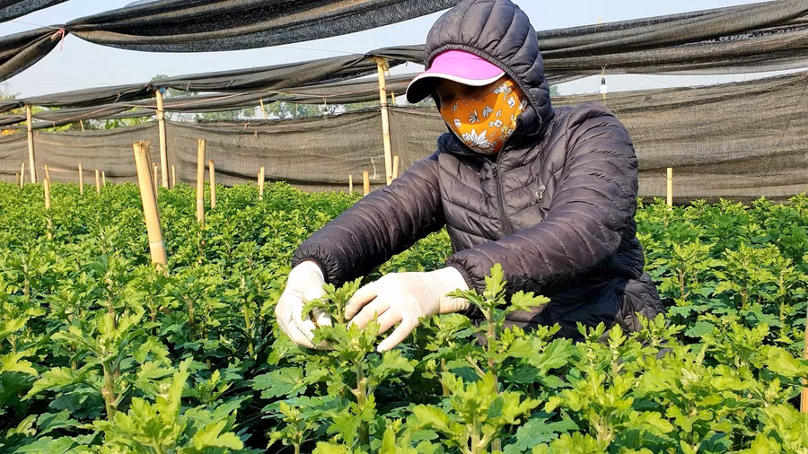 Dịp Tết là vụ lớn nhất trong năm của người dân trồng hoa Tây Tựu, nơi đây lại rộn ràng, tất bật hơn cả. "Năm nay dự đoán nhu cầu của khách hàng tăng cao nên chúng tôi tập trung sản xuất các loài hoa với số lượng nhiều nhất có thể. Hoa nở đúng vụ sẽ giúp lượng hoa tiêu thụ hết mà không bị mất giá", một người dân Tây Tựu chia sẻ.