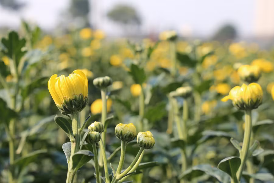 Làng hoa Tây Tựu tất bật chuẩn bị Tết ảnh 2