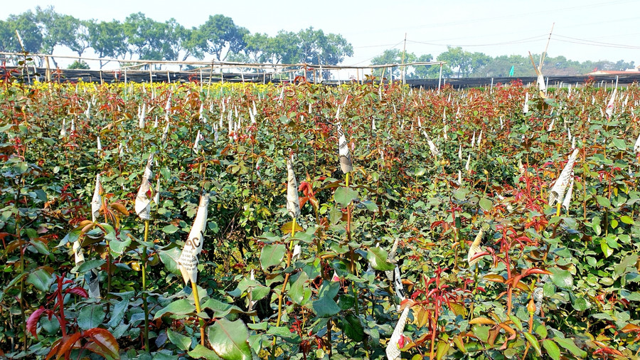 Để hoa không bị nở khi chưa đến ngày thu hoạch, người trồng dùng giấy báo hoặc ni lông để bọc quanh bông.