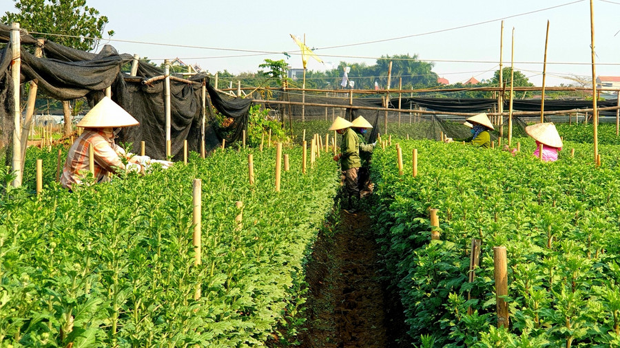 Qua nhiều năm kinh nghiệm, người dân cũng lường trước được thời tiết khá phức tạp ở Hà Nội nên có thể tự tính việc hoa nở đúng thời điểm. Để đáp ứng nhu cầu thị trường, thay vì trồng 2 vụ như trước đây, hiện nay người dân Tây Tựu đã trồng hoa cả bốn mùa và có hoa bán quanh năm nhờ áp dụng kỹ thuật tiên tiến trong việc chọn, nhân giống và chăm sóc.