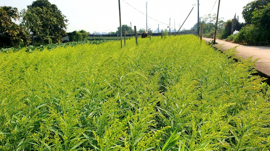 ....và hoa vàng anh. Đây là những loại hoa được xem “lấy ngắn nuôi dài”...