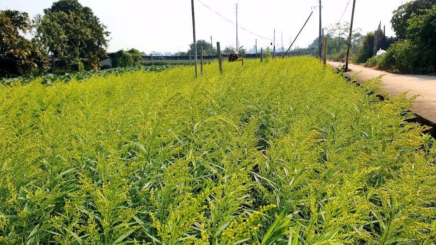 ....và hoa vàng anh. Đây là những loại hoa được xem “lấy ngắn nuôi dài”...