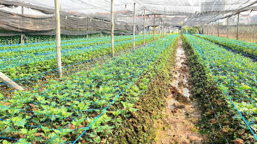 Chăng lưới làm giàn đỡ cho hoa thẳng và không bị gãy.