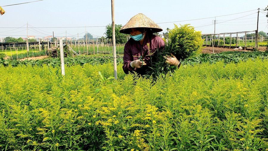 Làng hoa Tây Tựu tất bật chuẩn bị Tết ảnh 7